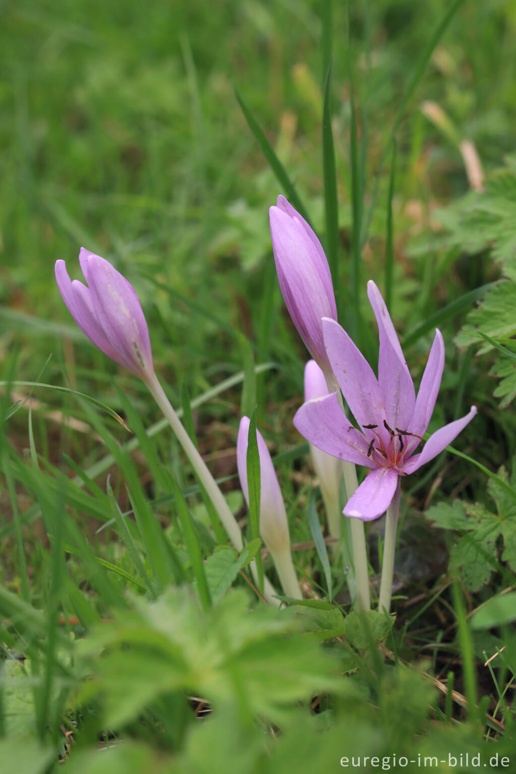 Detailansicht von Herbstzeitlose, Colchicum autumnale, im Genfbachtal bei Nettersheim