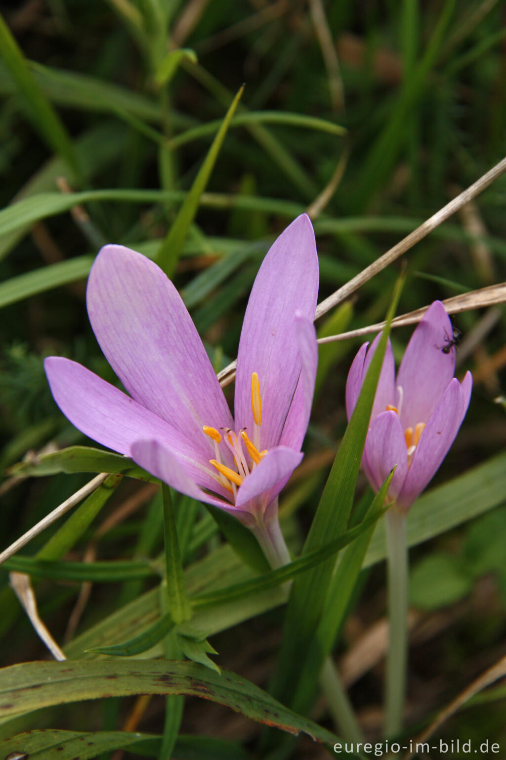 Herbstzeitlose, Colchicum autumnale 