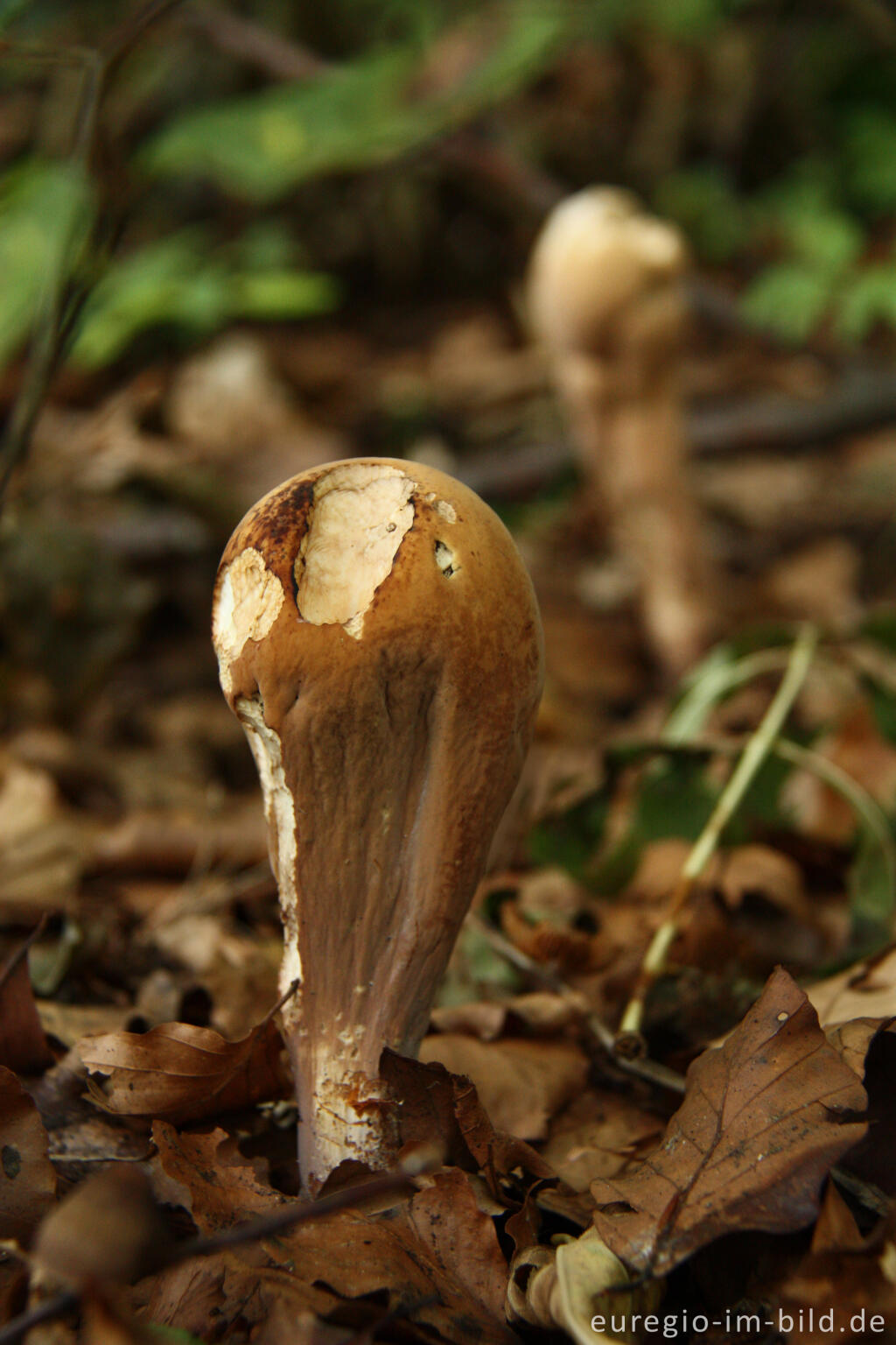 Detailansicht von Herkuleskeule, Clavariadelphus pistillaris