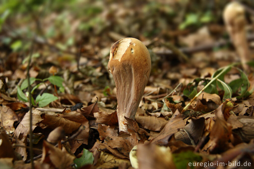 Detailansicht von Herkuleskeule, Clavariadelphus pistillaris