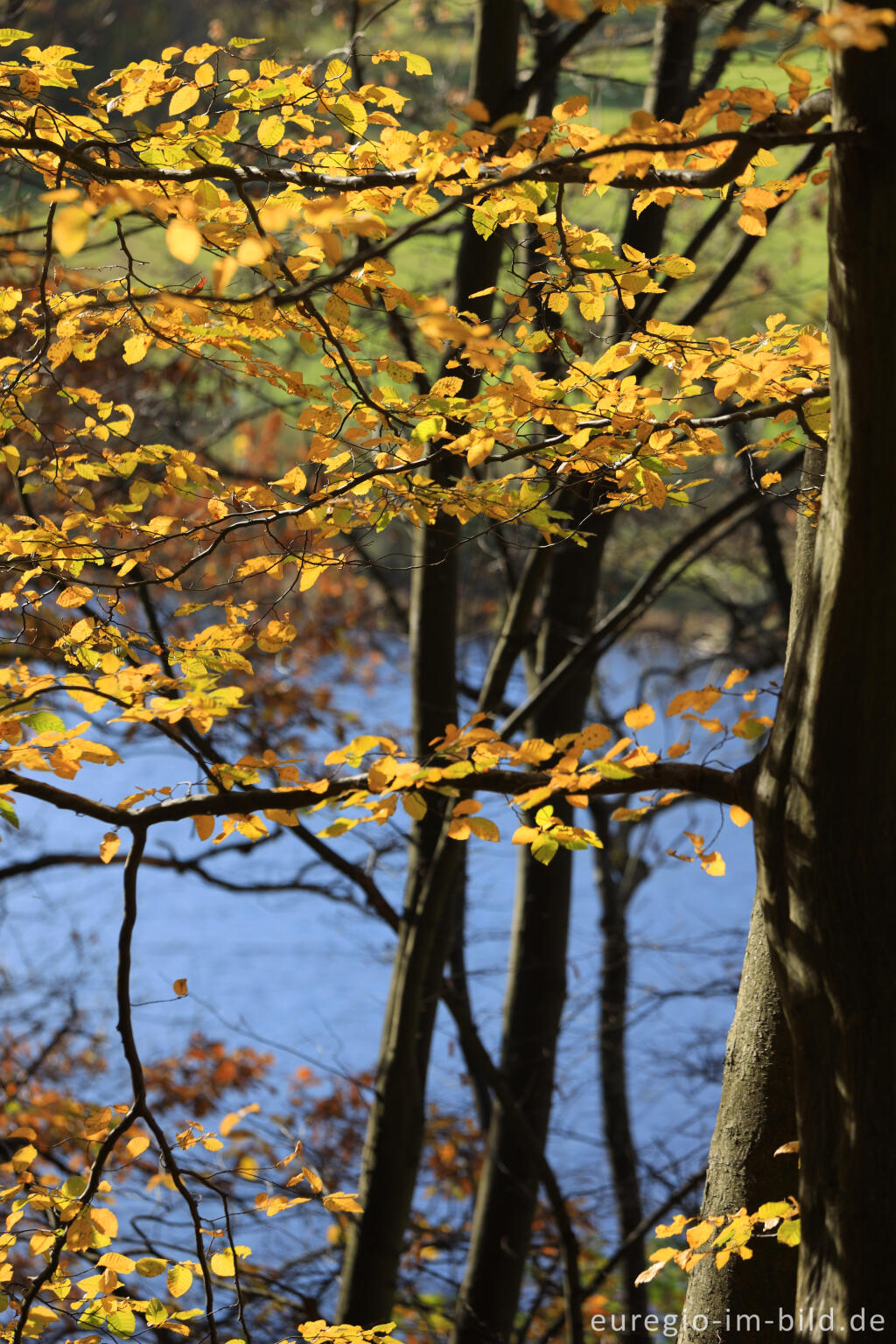 Detailansicht von Herststimmung am Obersee bei Einruhr