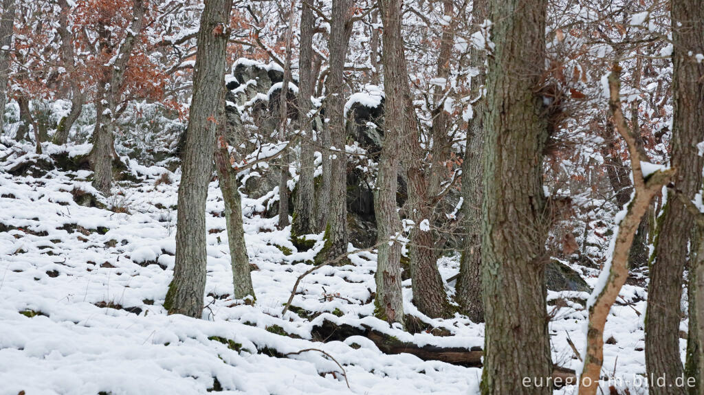 Detailansicht von Hetzinger Wald, Odenbachtal