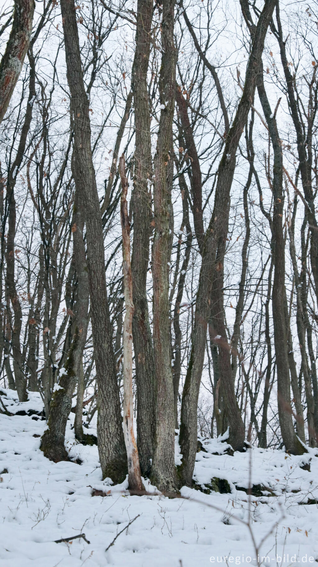 Detailansicht von Hetzinger Wald, Odenbachtal