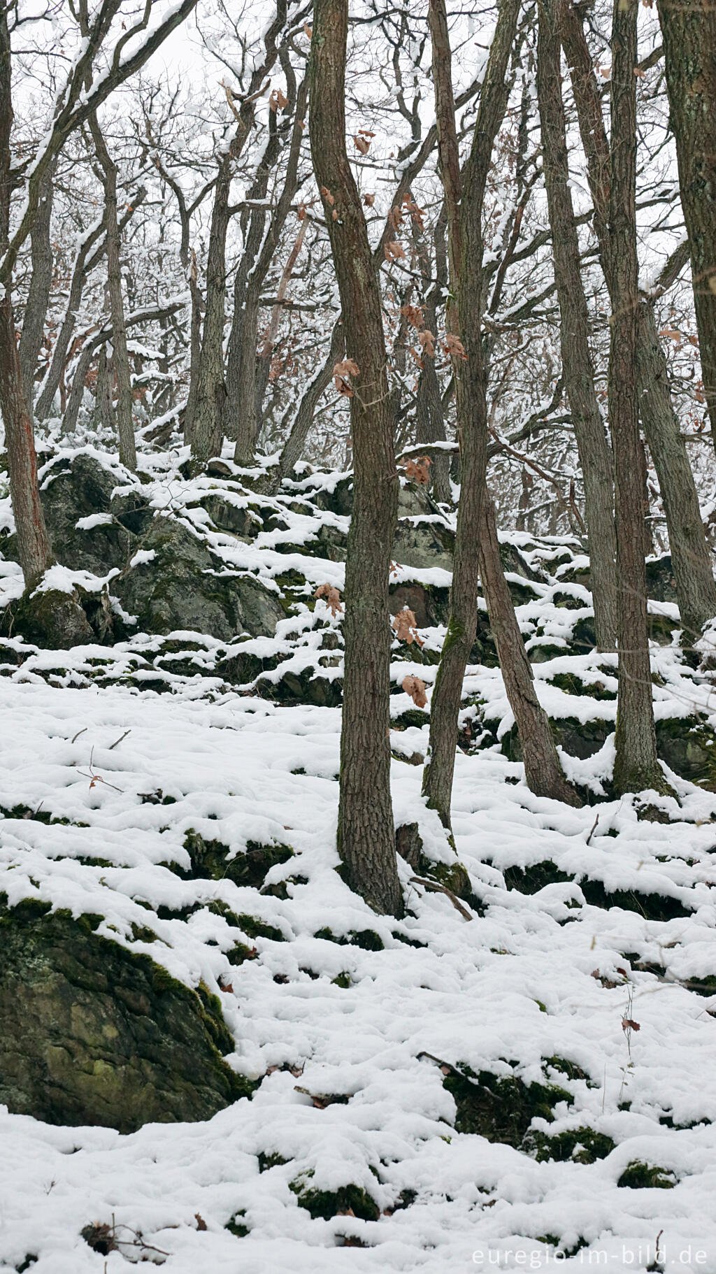 Detailansicht von Hetzinger Wald, Odenbachtal