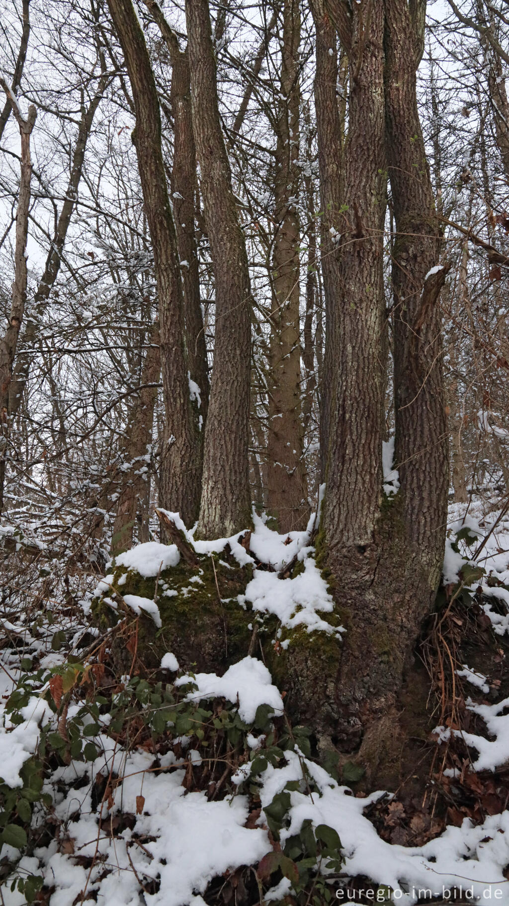 Detailansicht von Hetzinger Wald, Odenbachtal