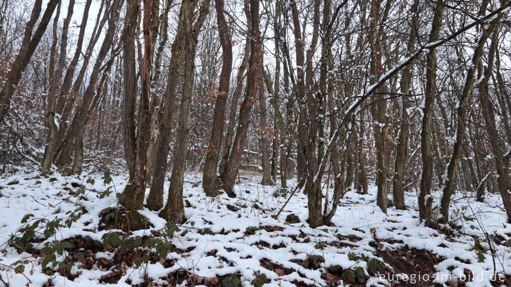 Detailansicht von Hetzinger Wald, Odenbachtal