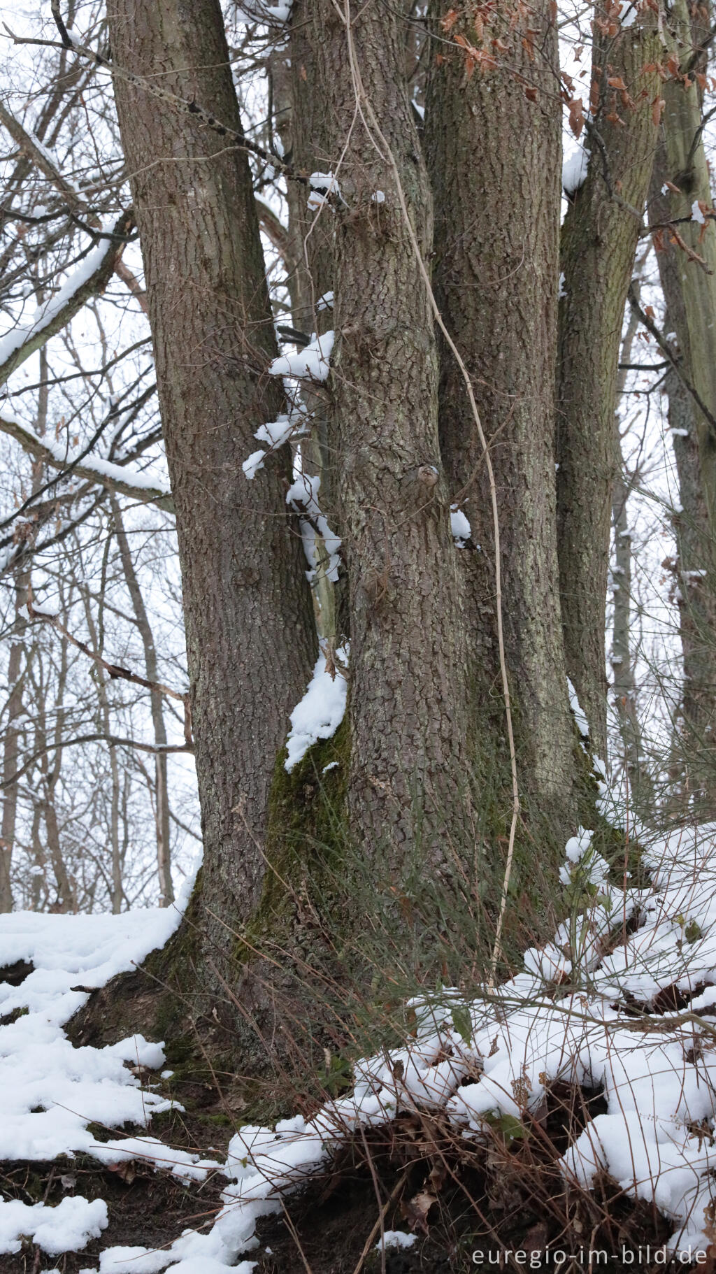 Detailansicht von Hetzinger Wald, Odenbachtal