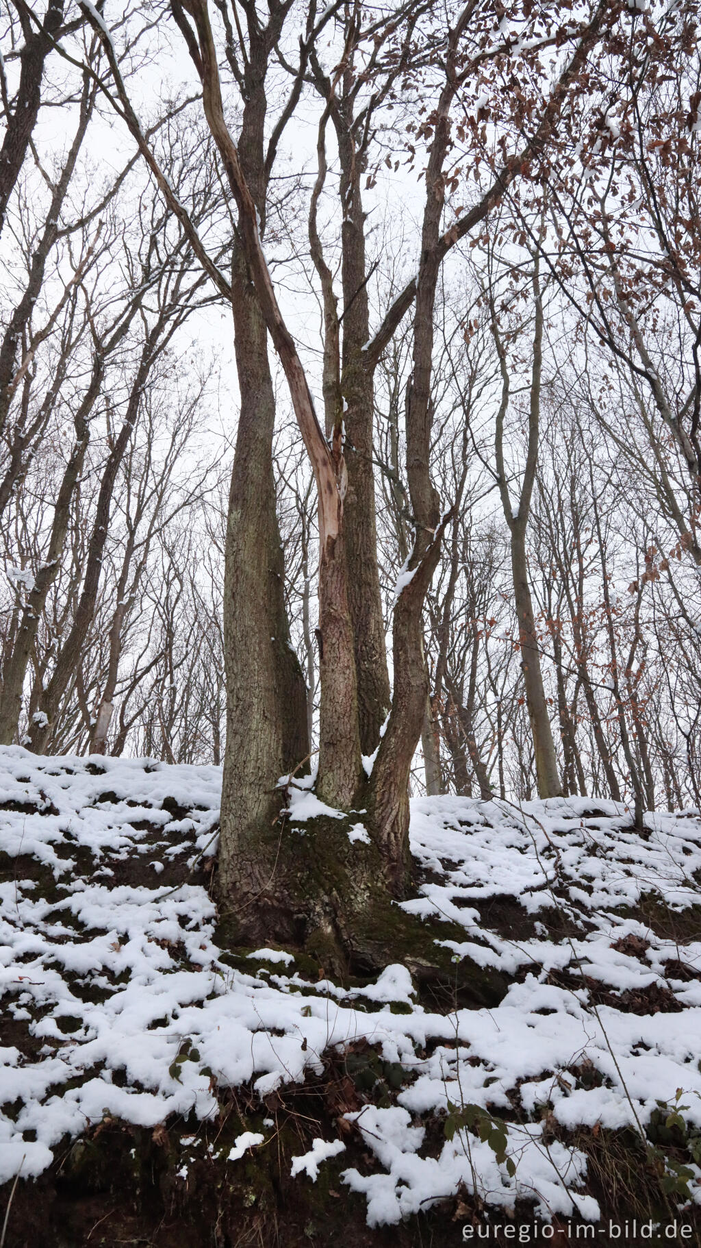 Detailansicht von Hetzinger Wald, Odenbachtal