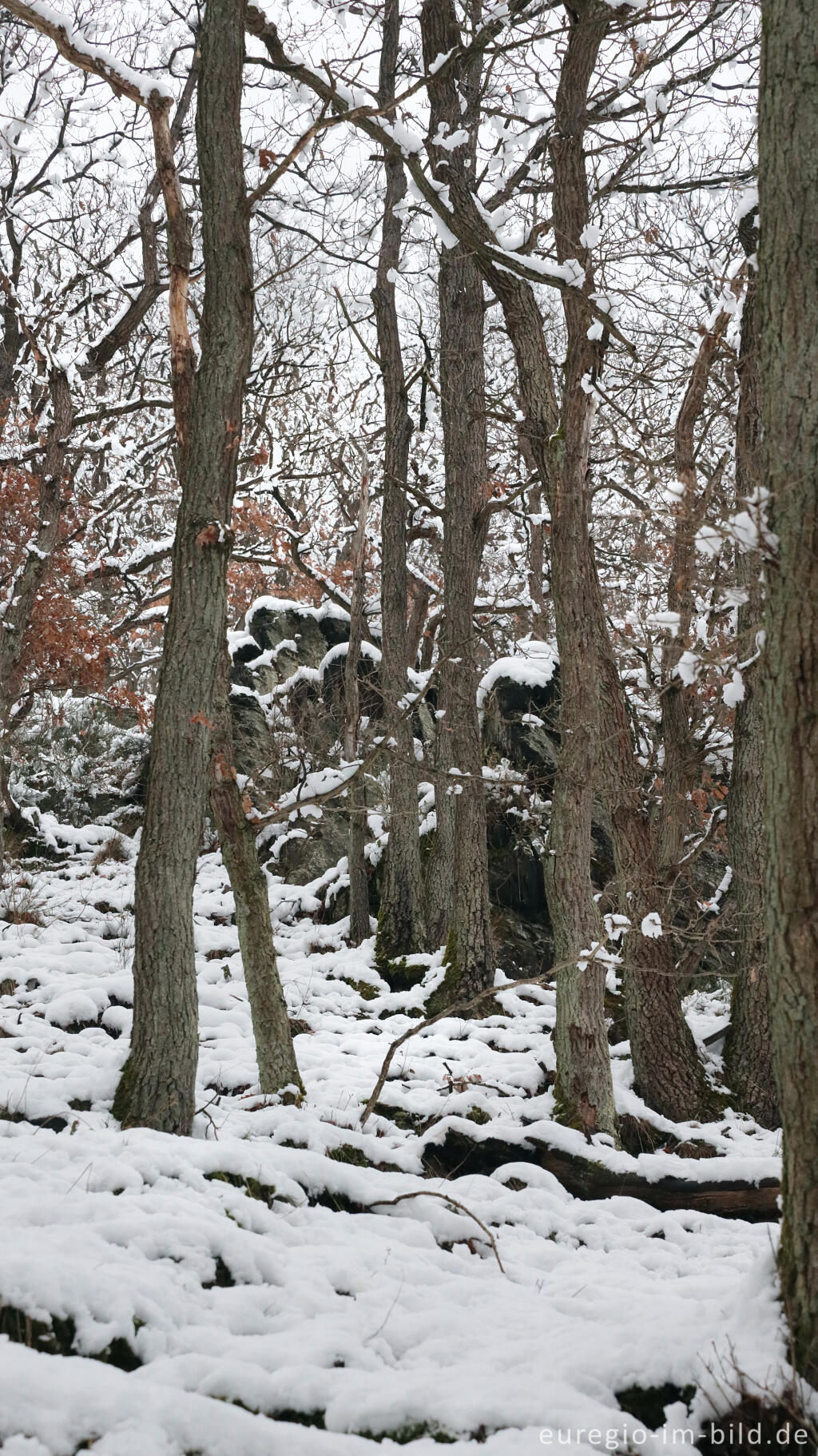 Detailansicht von Hetzinger Wald, Odenbachtal