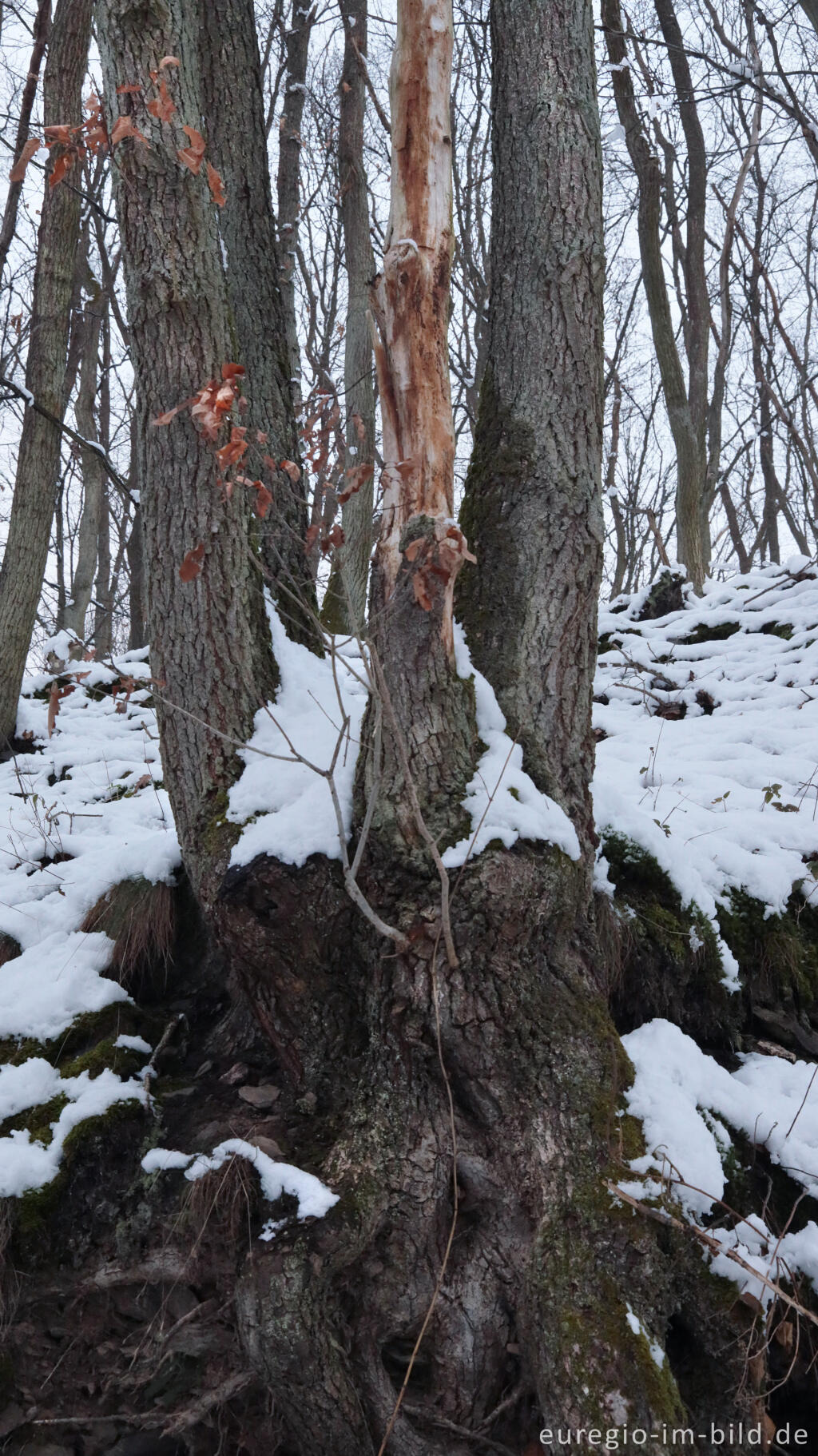 Detailansicht von Hetzinger Wald, Odenbachtal