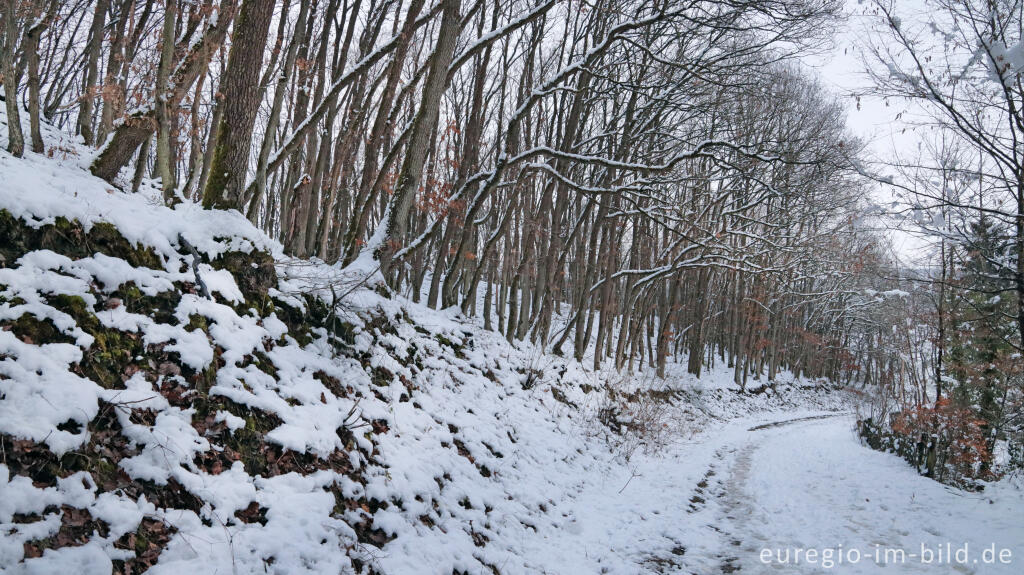 Detailansicht von Hetzinger Wald, Odenbachtal