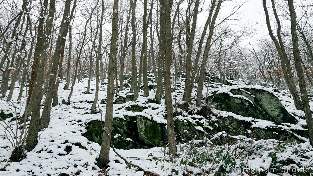 Detailansicht von Hetzinger Wald, Odenbachtal