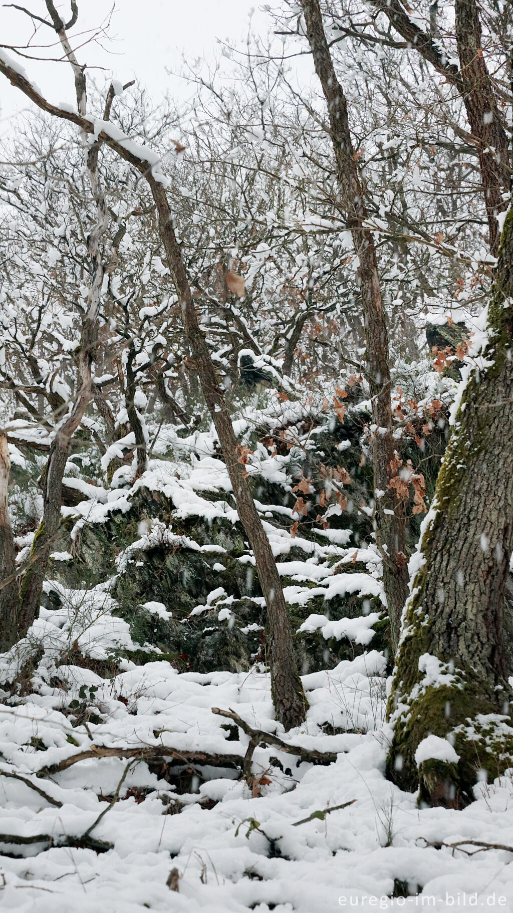 Detailansicht von Hetzinger Wald, Odenbachtal