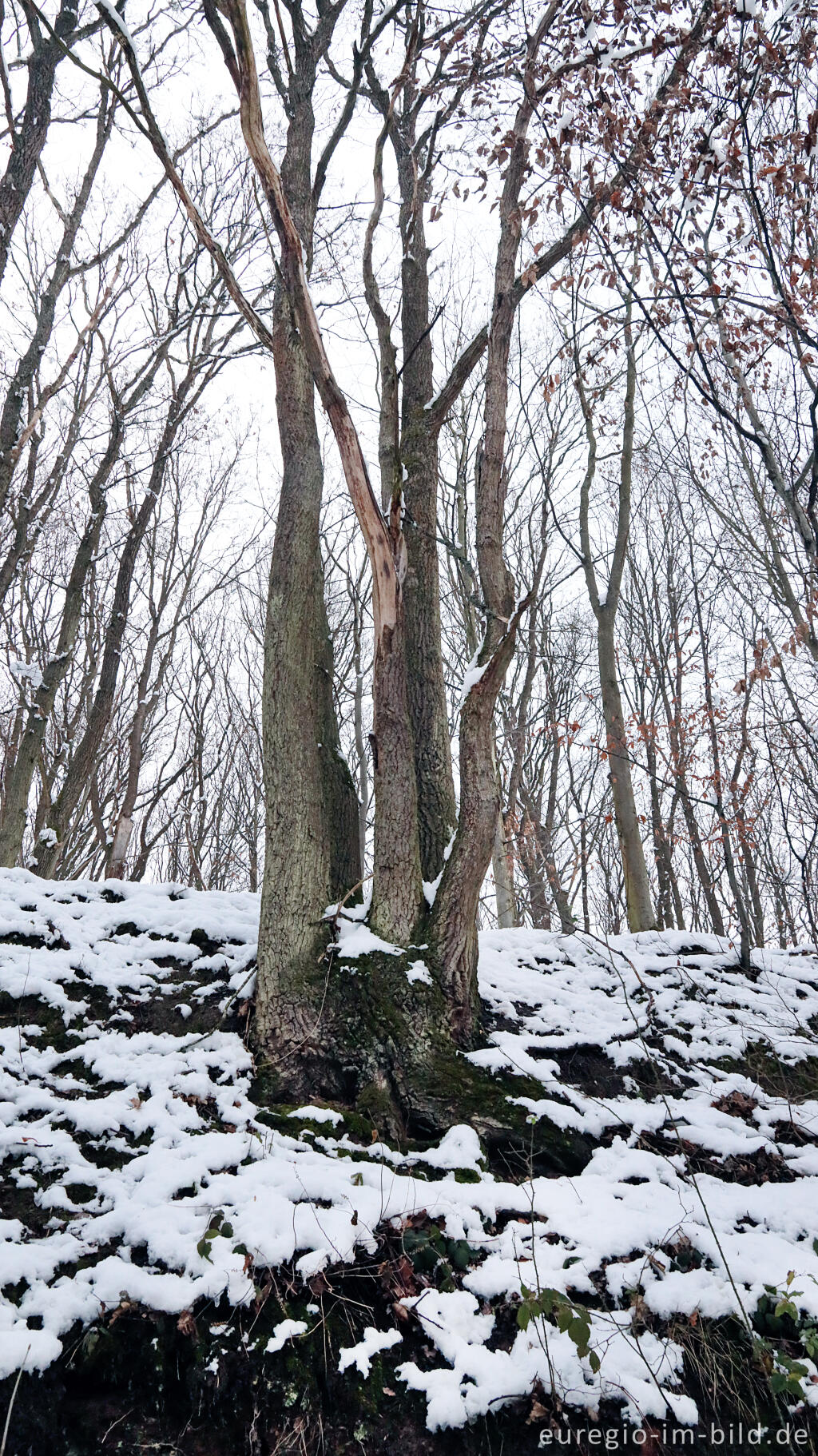 Detailansicht von Hetzinger Wald, Odenbachtal