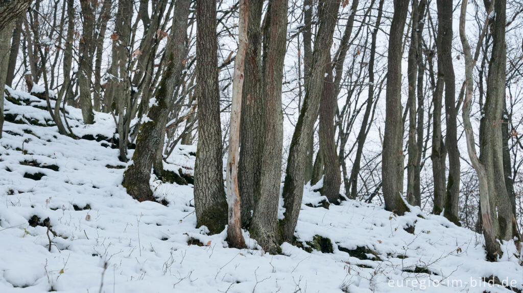 Detailansicht von Hetzinger Wald, Odenbachtal