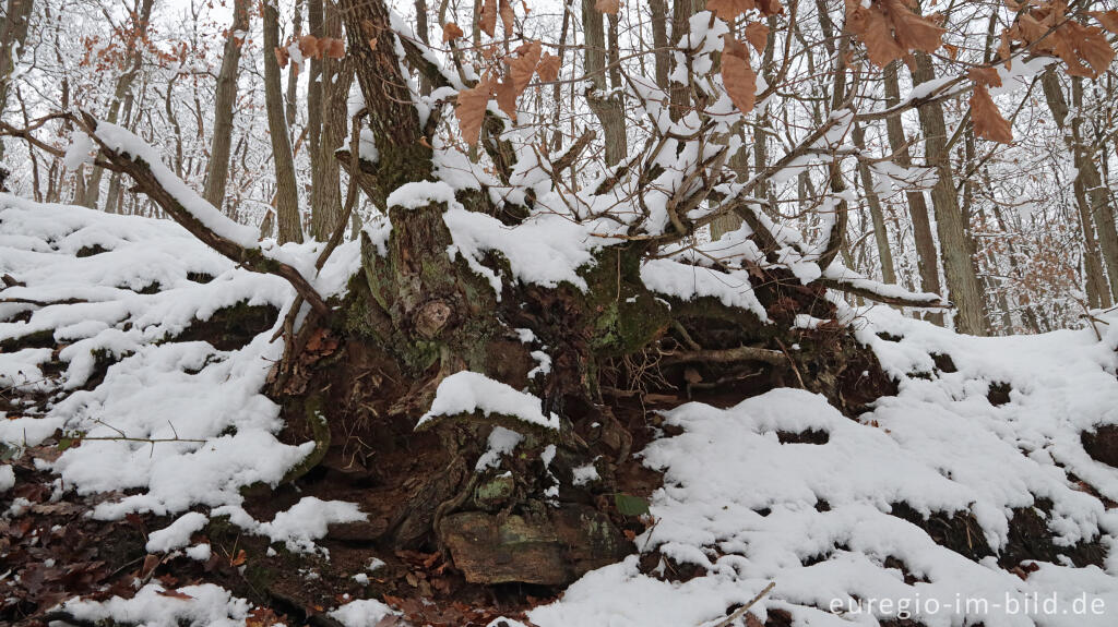 Detailansicht von Hetzinger Wald, Odenbachtal