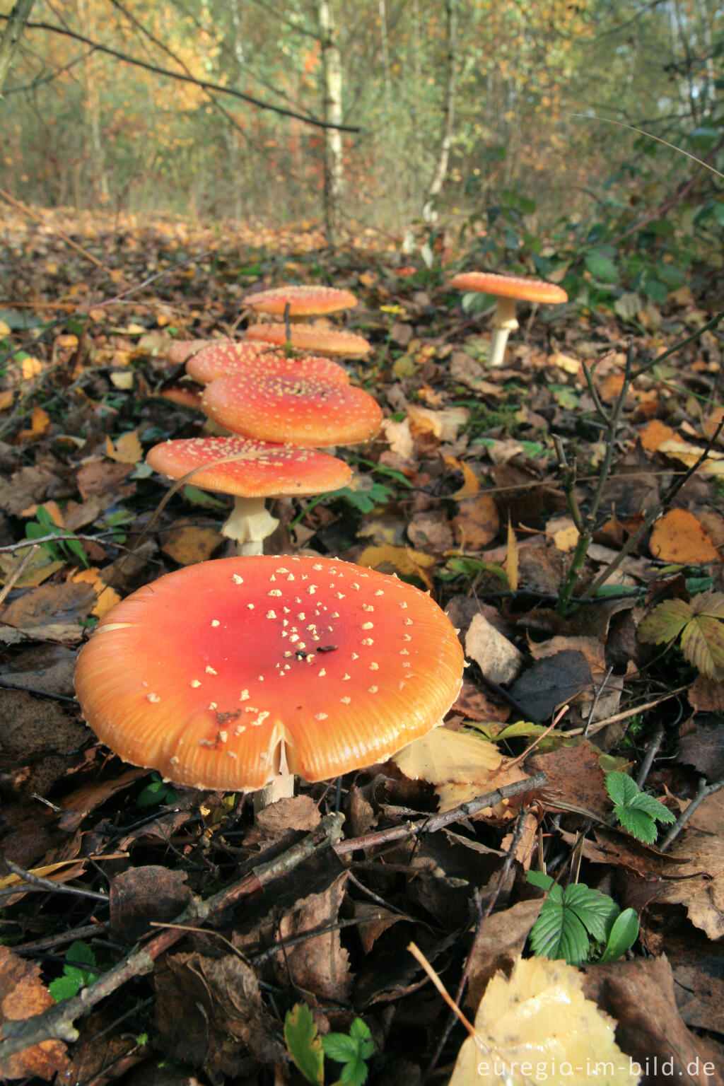 Detailansicht von Hexenring mit Fliegenpilzen, Grube-Adolf-Park