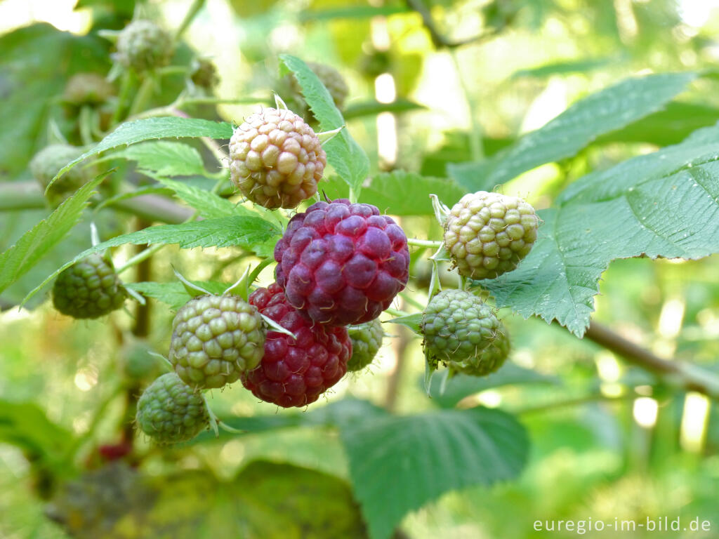 Detailansicht von Himbeere, Rubus idaeus