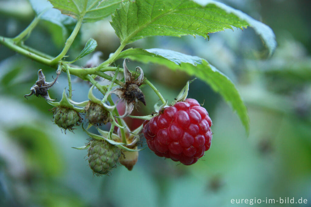 Himbeere, Rubus idaeus