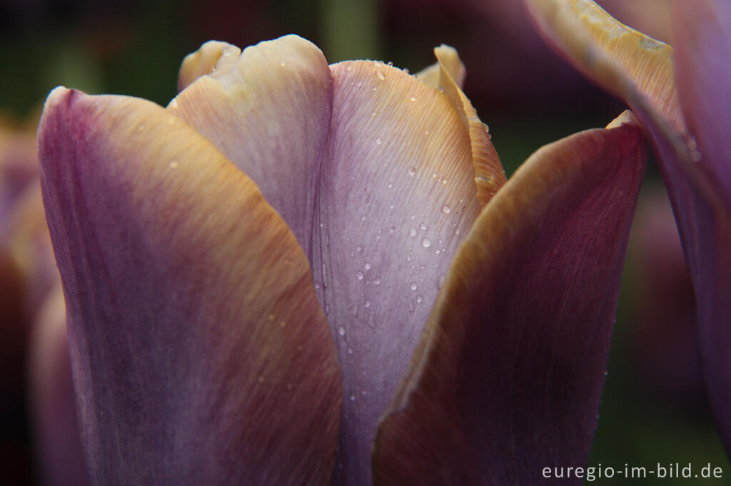 Historische Tulpe Breeder Louis XIV, im "Hortus Bulborus" in Limmen, NL