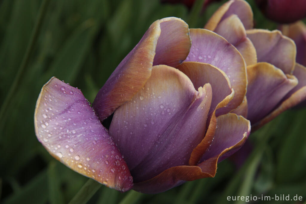 Detailansicht von Historische Tulpe Breeder Louis XIV, im "Hortus Bulborus" in Limmen, NL