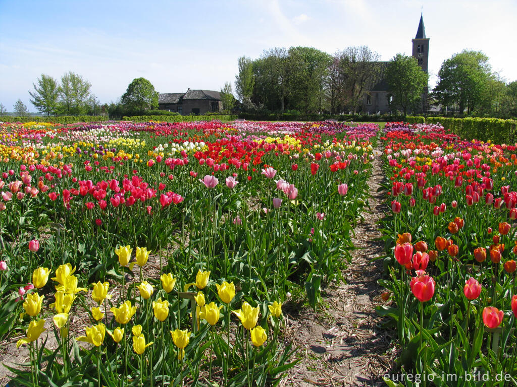 Historische Tulpen im "Hortus Bulborum" in Limmen, NL