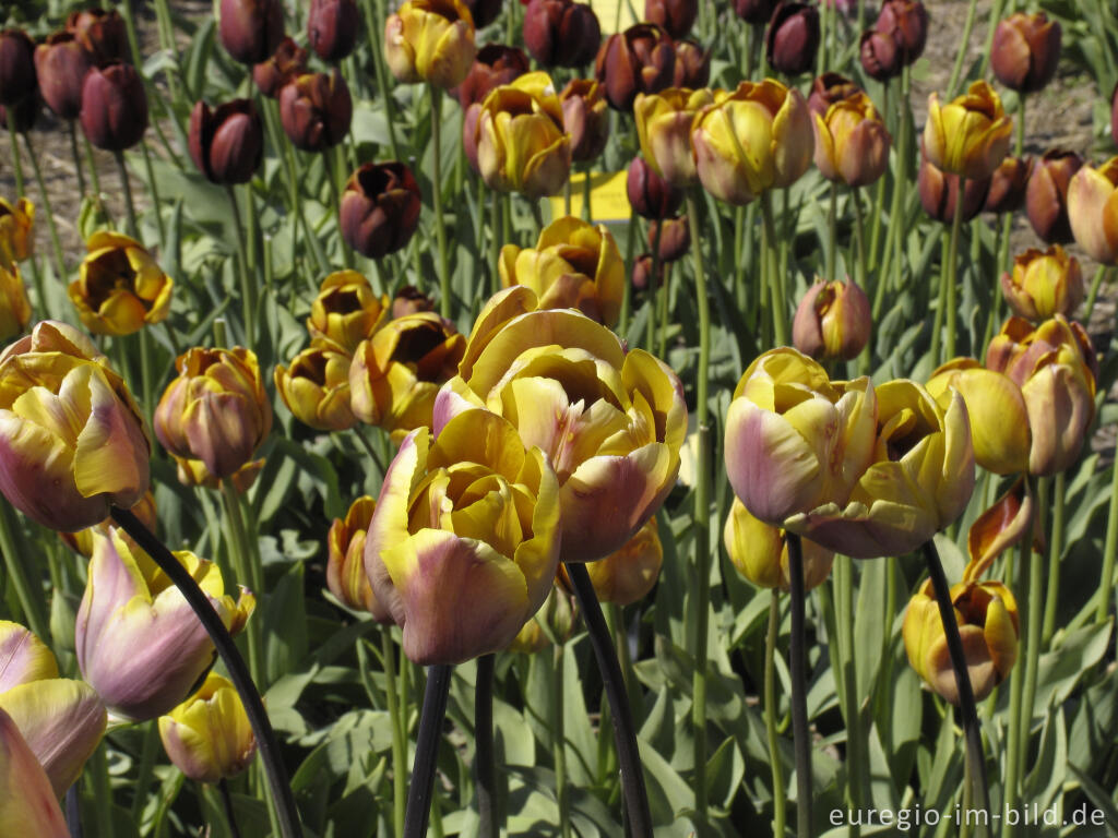 Detailansicht von Historische Tulpen im "Hortus Bulborus" in Limmen, NL