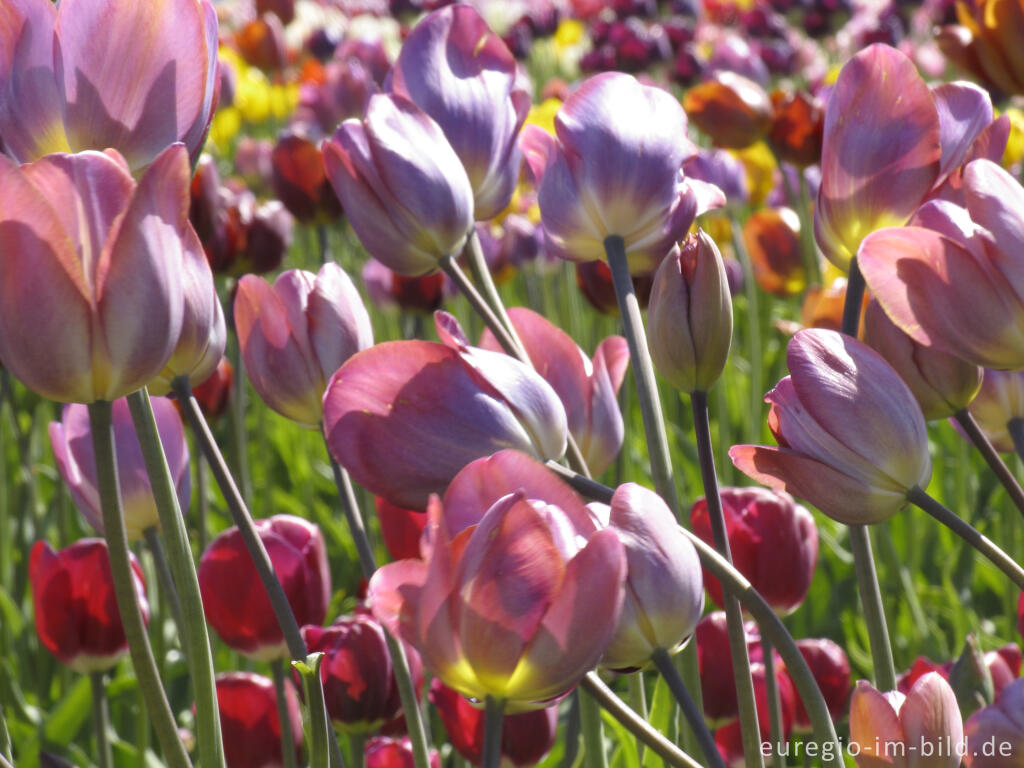 Detailansicht von Historische Tulpen im "Hortus Bulborus" in Limmen, NL