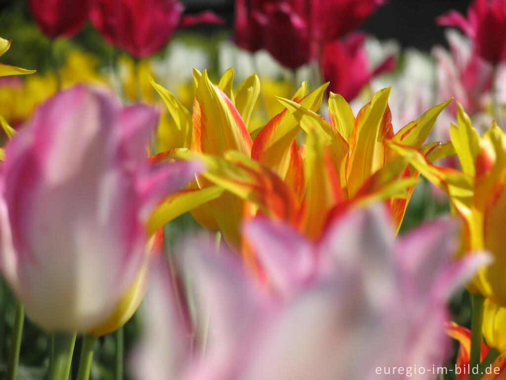 Historische Tulpen im "Hortus Bulborus" in Limmen, NL