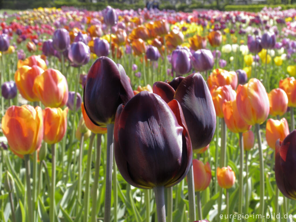 Detailansicht von Historische Tulpen im "Hortus Bulborus" in Limmen, NL