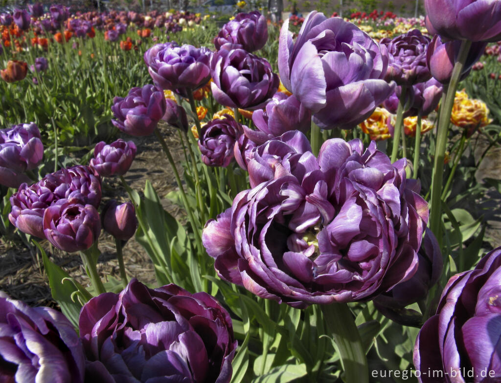 Historische Tulpen im "Hortus Bulborus" in Limmen, NL