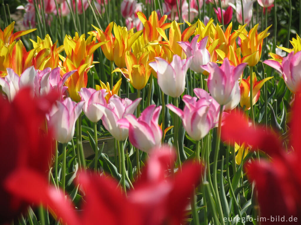 Detailansicht von Historische Tulpen im "Hortus Bulborus" in Limmen, NL