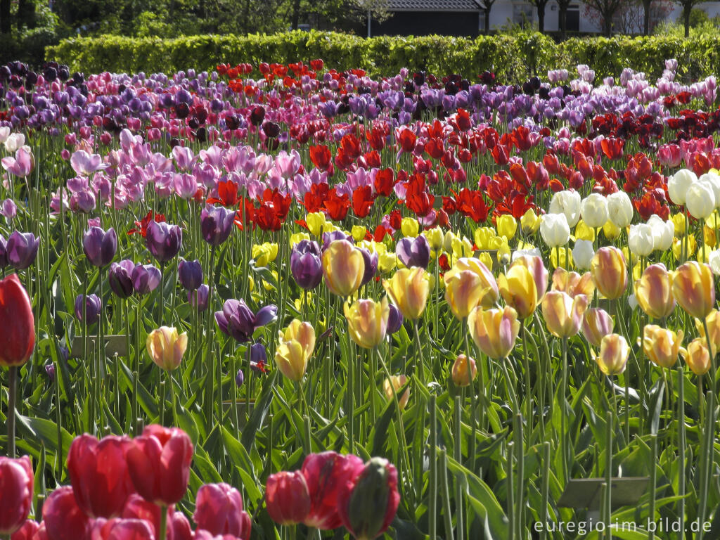 Detailansicht von Historische Tulpen im "Hortus Bulborus" in Limmen, NL