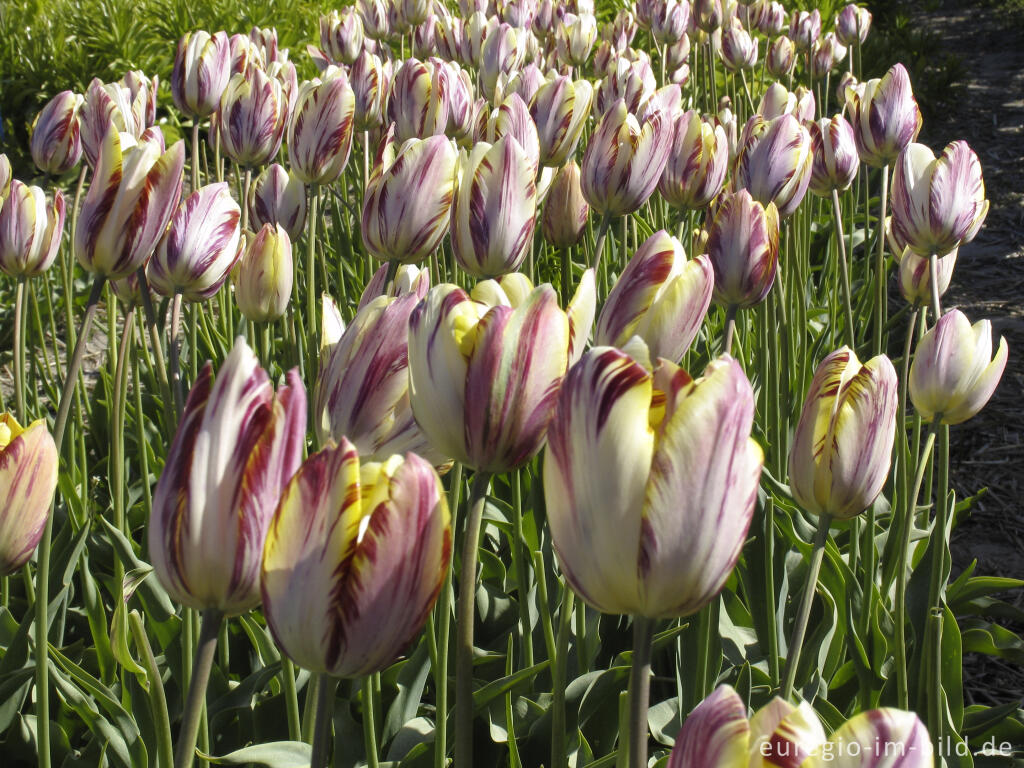 Detailansicht von Historische Tulpen im "Hortus Bulborus" in Limmen, NL