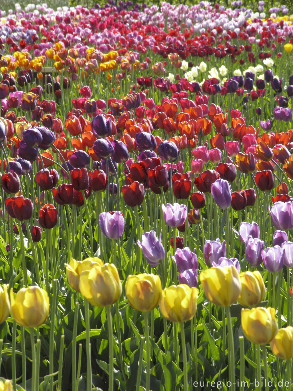 Historische Tulpen im "Hortus Bulborus" in Limmen, NL