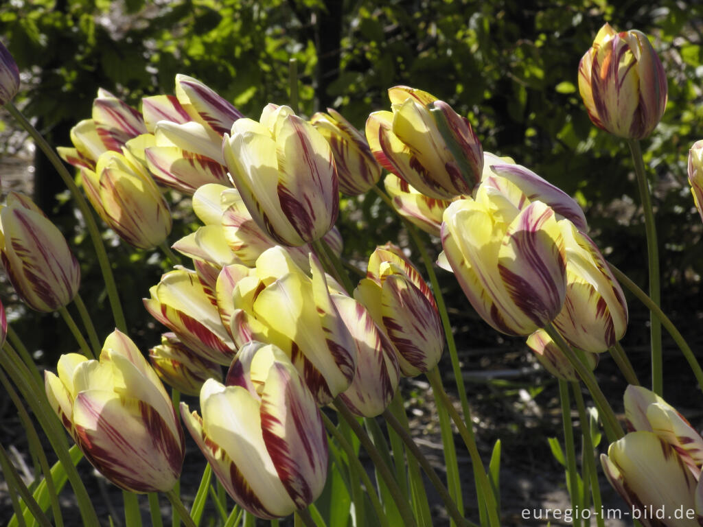 Detailansicht von Historische Tulpen im "Hortus Bulborus" in Limmen, NL