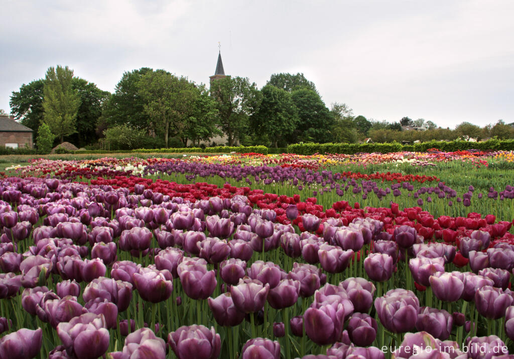 Detailansicht von Historische Tulpen im "Hortus Bulborus" in Limmen, NL