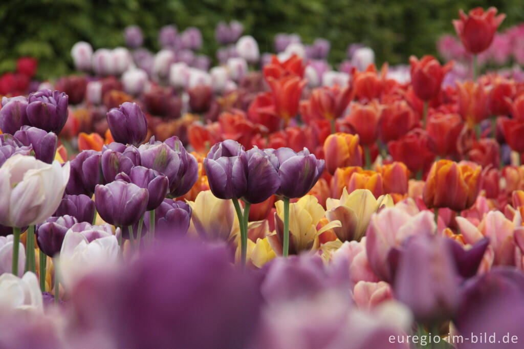 Historische Tulpen im "Hortus Bulborus" in Limmen, NL