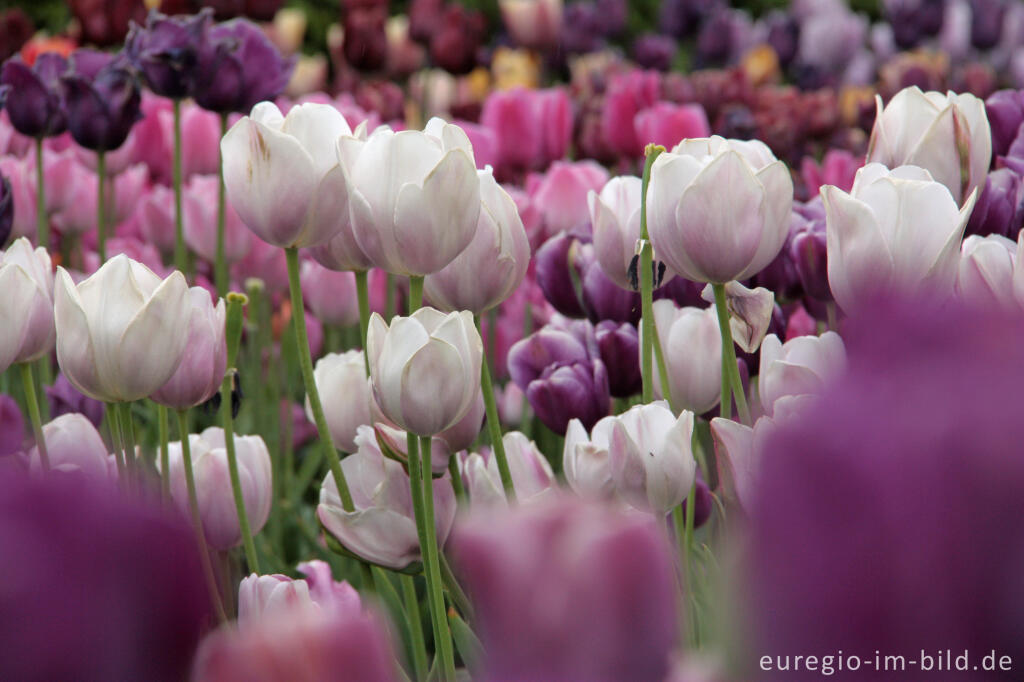 Historische Tulpen im "Hortus Bulborus" in Limmen, NL