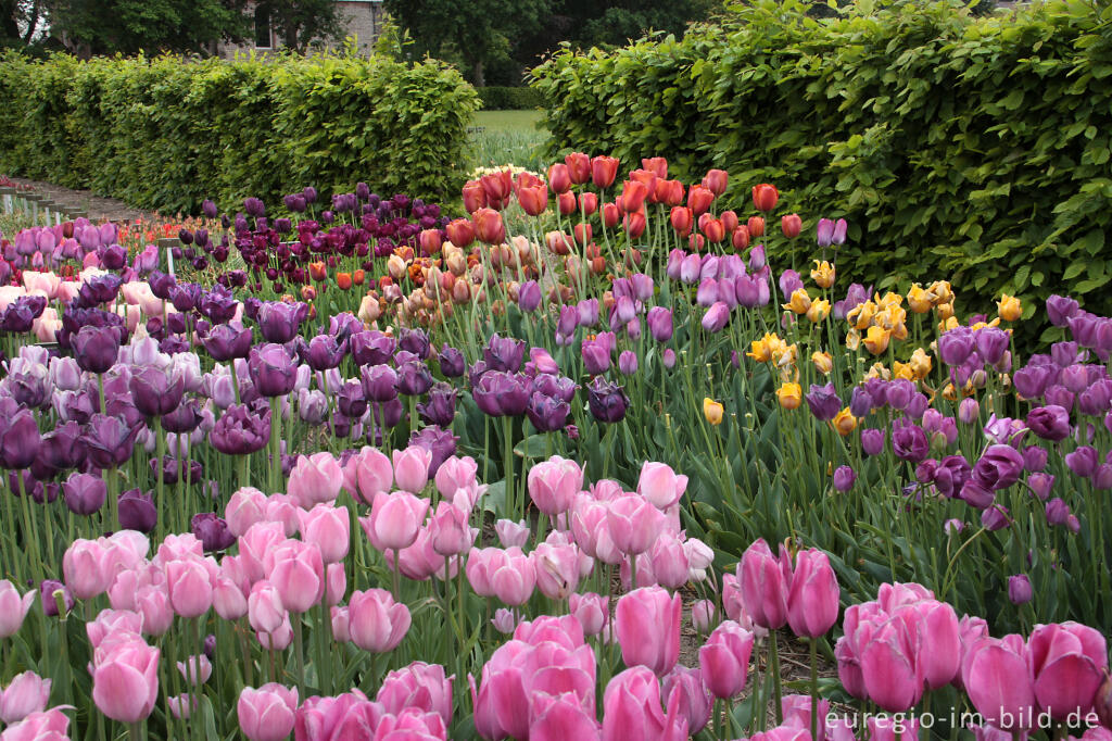 Detailansicht von Historische Tulpen im "Hortus Bulborus" in Limmen, NL