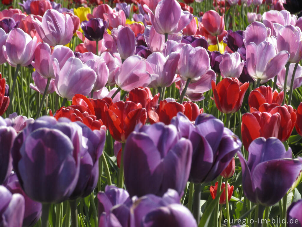 Detailansicht von Historische Tulpen im "Hortus Bulborus" in Limmen, NL