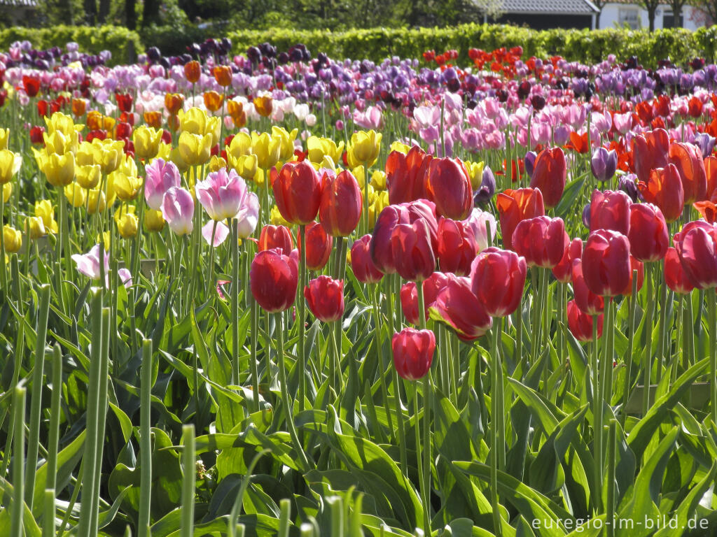 Detailansicht von Historische Tulpen im "Hortus Bulborus" in Limmen, NL