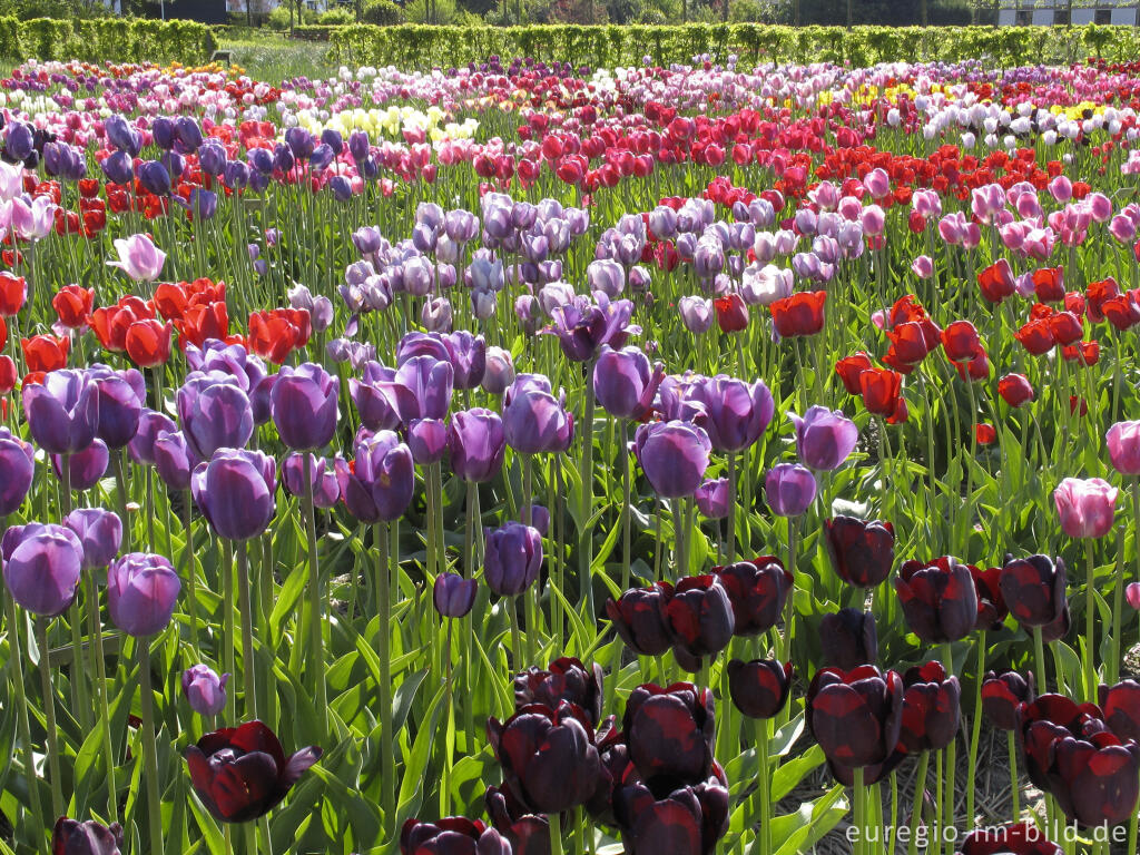 Detailansicht von Historische Tulpen im "Hortus Bulborus" in Limmen, NL