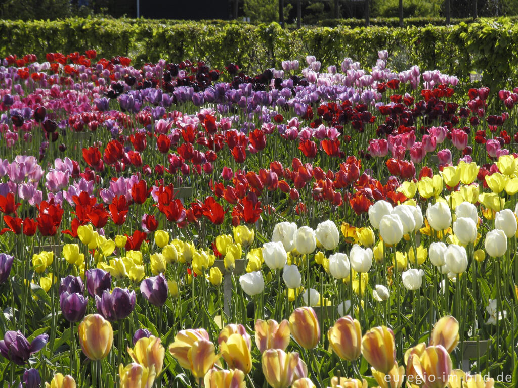 Detailansicht von Historische Tulpen im "Hortus Bulborus" in Limmen, NL