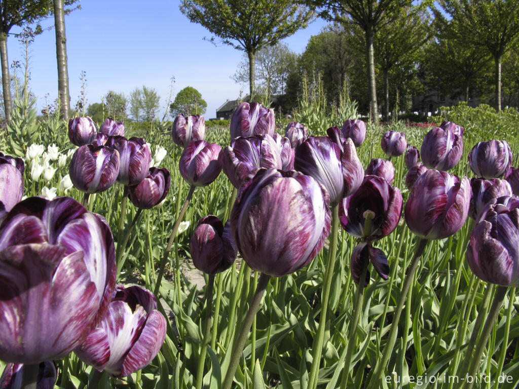 Historische Tulpen im "Hortus Bulborus" in Limmen, NL