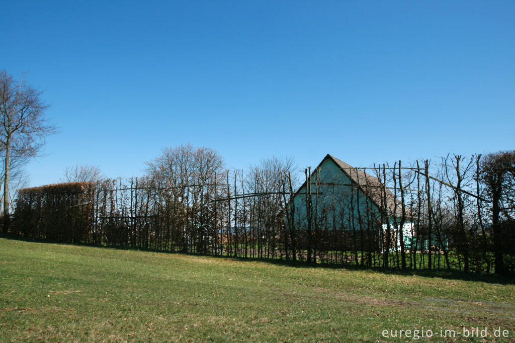 Detailansicht von Hohe Buchenhecke in Mützenich