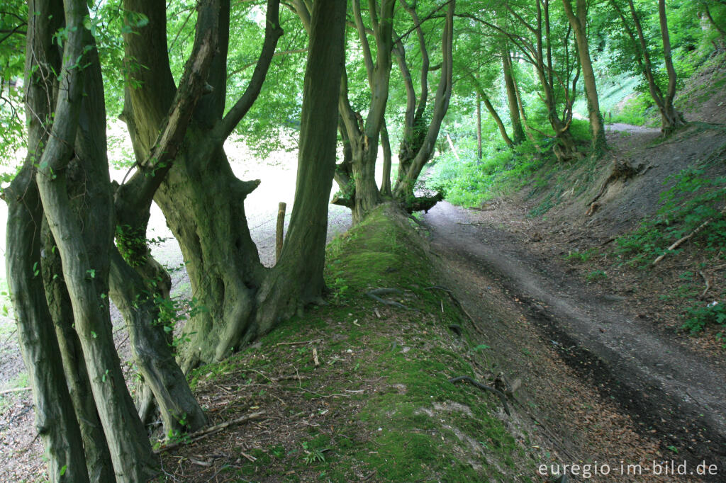 Detailansicht von Hohlweg bei der Burg Wilhelmstein im Wurmtal