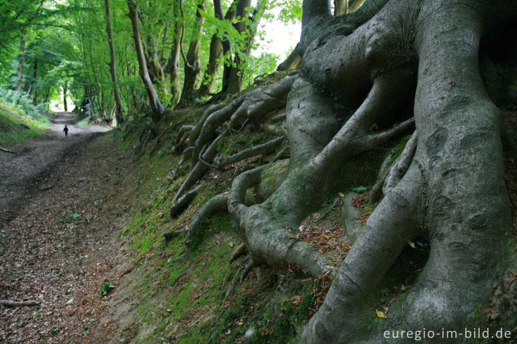 Hohlweg bei der Burg Wilhelmstein im Wurmtal