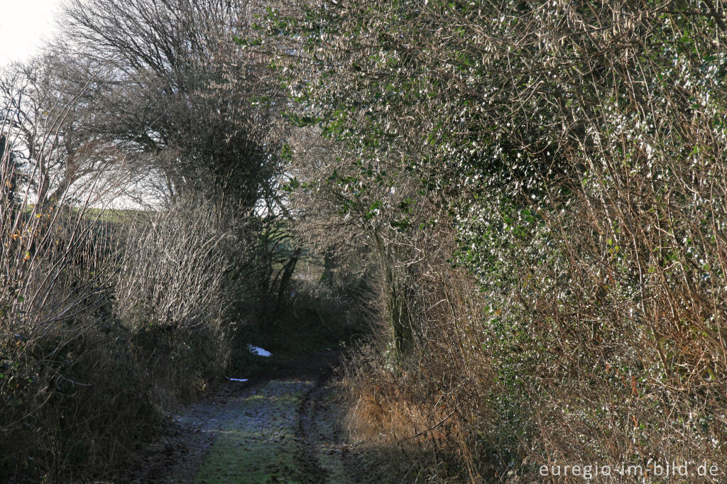 Detailansicht von Hohlweg bei Friesenrath