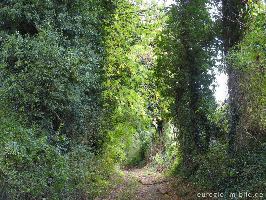 Hohlweg bei Orsbach